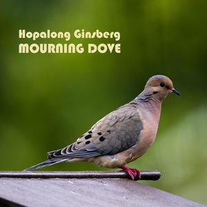 mourning dove