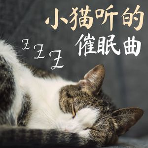 专辑:小猫听的催眠曲 睡猫音乐 音乐放松和入睡 放松你的猫 语种