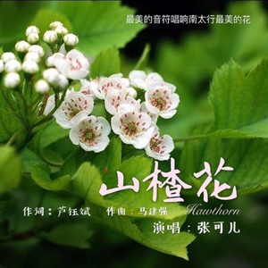山楂花