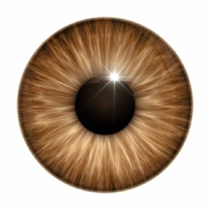 褐色瞳孔