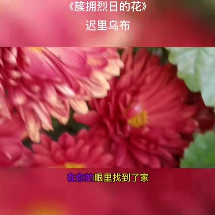 迟里乌布《簇拥烈日的花#这首歌好像一片净土,戴上耳机便是沁润