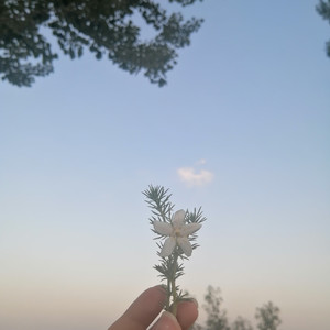 夏日风铃