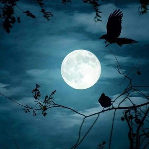 月朦胧鸟朦胧大陆版01图片
