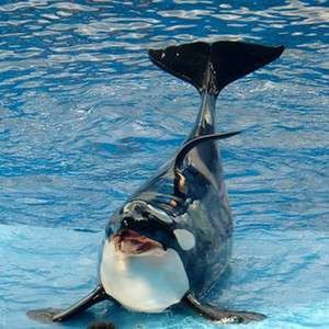 hallo from a killer whale ( ciao da una orca assassina ) - qq音