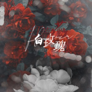 红蔷薇白玫瑰 珂瑞 Qq音乐 千万正版音乐海量无损曲库新歌热歌天天畅听的高品质音乐平台 红蔷薇白玫瑰 珂瑞 Qq音乐 千万正版音乐海量无损曲库新歌热歌天天畅听的高品质音乐平台
