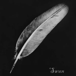 Swan_晚安