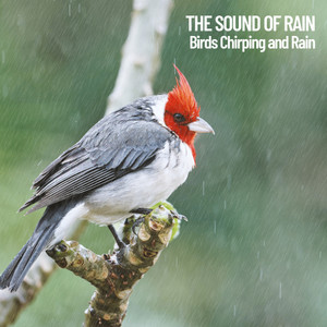 專輯:the sound of rain: birds chirping and rain 語種: 其他