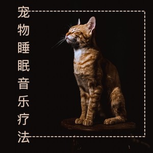 宠物睡眠音乐|小狗和小猫的摇篮曲 助眠宠物的安眠曲