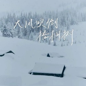 大风吹倒梧桐树（生活版）
