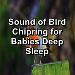 tropical birds ambience sounds best loopable sound