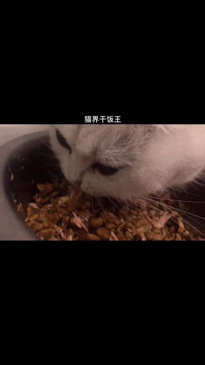 當完美星球遇上乾飯人之歌呆萌小動物個個秒變乾飯王