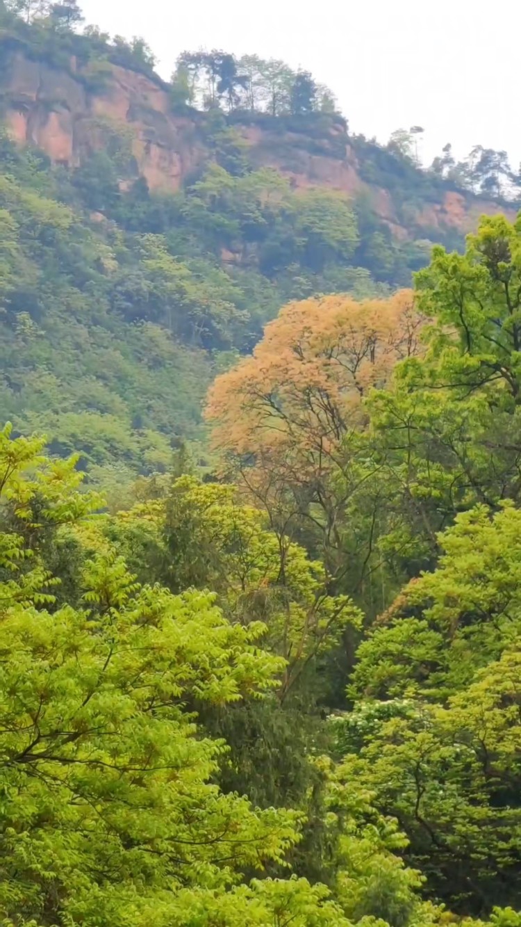 宜宾石城山森林公园